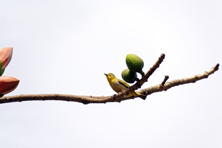 The Kapok and birdsの写真素材