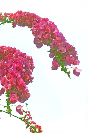  Brazil bougainvillea  Its scientific name is called Bougainvillea Spestabiliの写真素材