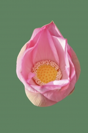 Lotus in full bloom in the summerの写真素材
