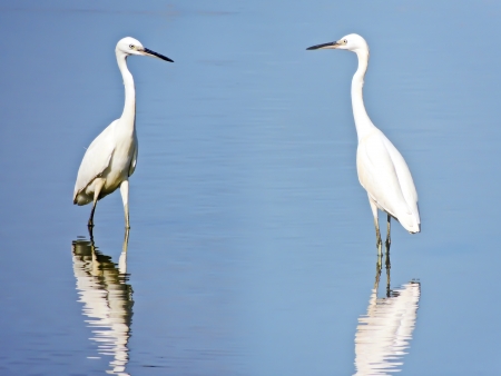 egrets and Wetlandの写真素材