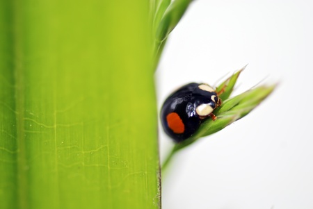 Ladybug