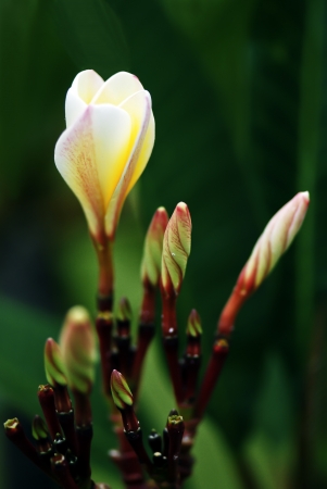 Frangipani flower の写真素材