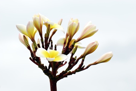 Frangipani flower の写真素材