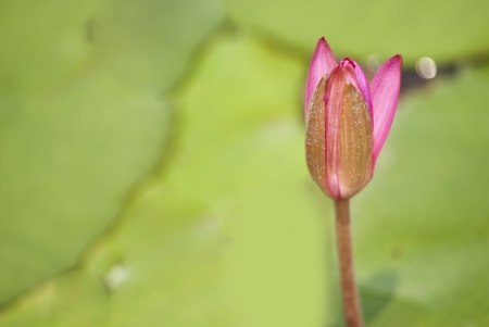 Lotus in full bloom in the summerの写真素材