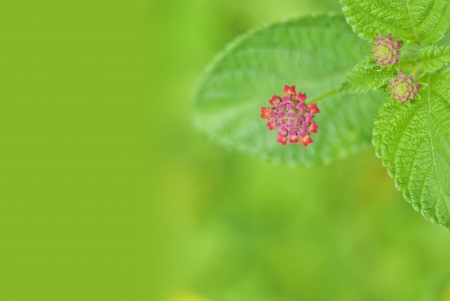 Common Lantana  The scientific name of the Common Lantana flower is Lantana montevidensisの写真素材