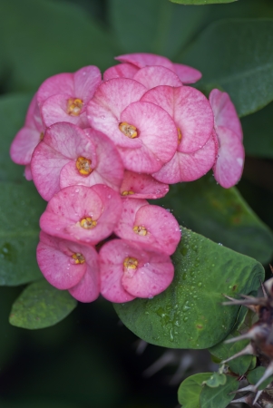 Brazil bougainvillea  Its scientific name is called Bougainvillea Spestabiliの写真素材