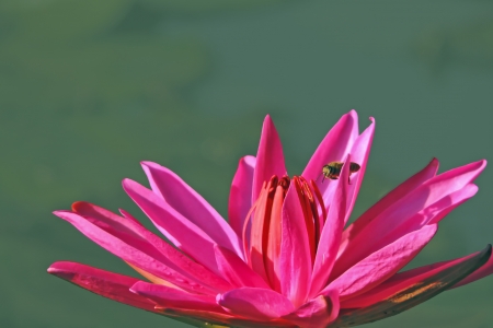 Water lilyの写真素材