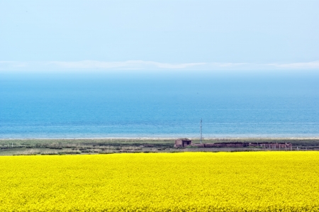 Barley and canola flower fields  Taken in QingHai, Chinaの写真素材