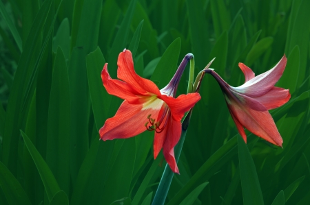 Barbadoslily His scientific name is called Hippeastrum vittatum の写真素材