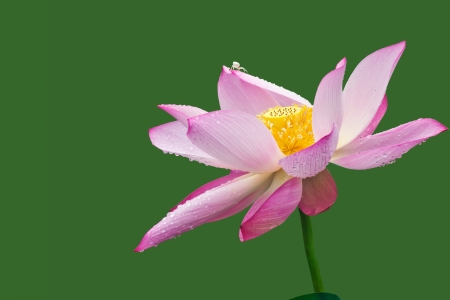  Lotus flower closeup の写真素材