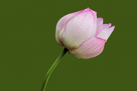 Lotusの写真素材