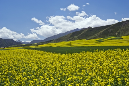 Barley and canola flower fields の写真素材