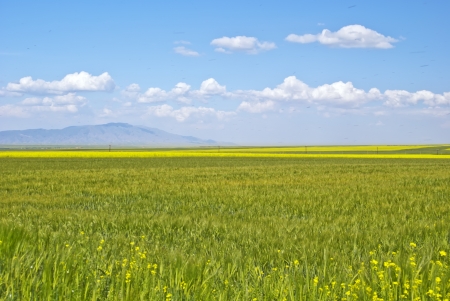 Barley and canola flower fields の写真素材