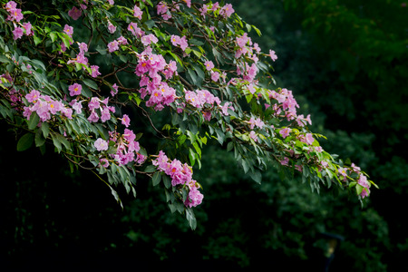 Pink Trumpet flower ,His scientific name is  Tabebuia rosea