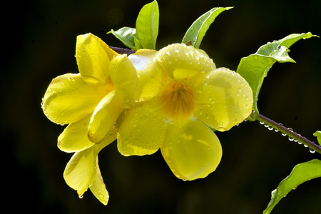 The Apocynaceae - Yellow  Allamanda cathartica.の写真素材