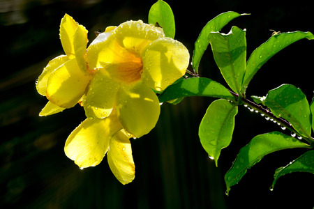 Yellow or purple flower. Scientific name is Allamanda cathartica.