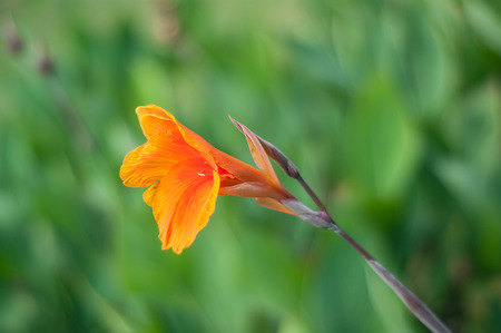 The Canna after the rainの写真素材