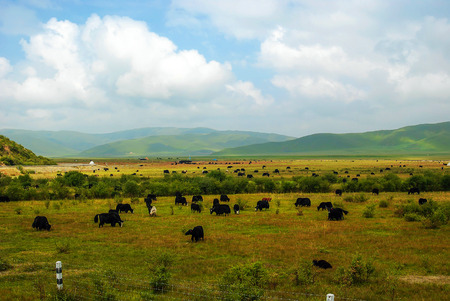 Summer morning wilderness - Photo taken in China Sichuan Hongyuan Countyの写真素材