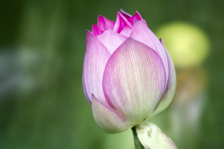 Lotus in full bloom in the summerの写真素材