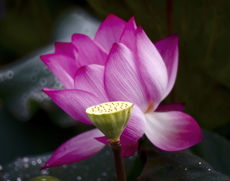 Lotus in full bloom in the summerの写真素材