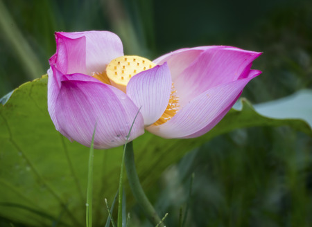 Lotus in full bloom in the summerの写真素材