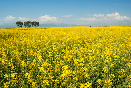 canola flower in full bloom Taken in Menyuan County Qinghai Province Chinaの写真素材