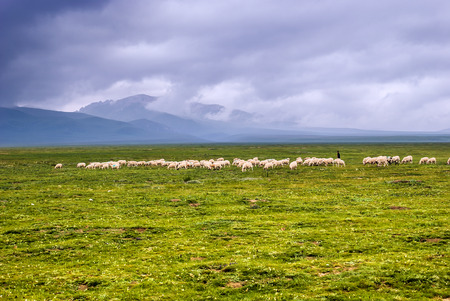 China Sichuan Hongyuan County, Summer