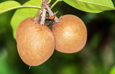 Manilkara zapota