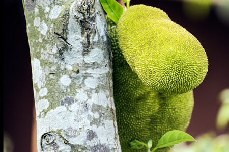 Close up to a jackfruit growing on a tree