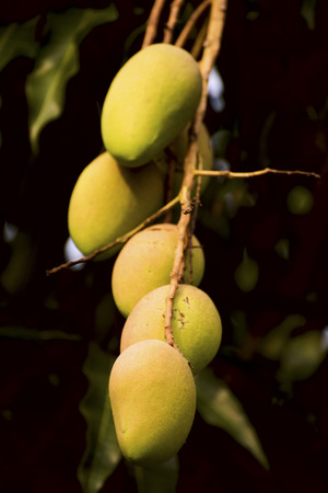 His, scientific name is Mangifera indica Linn mangoの写真素材
