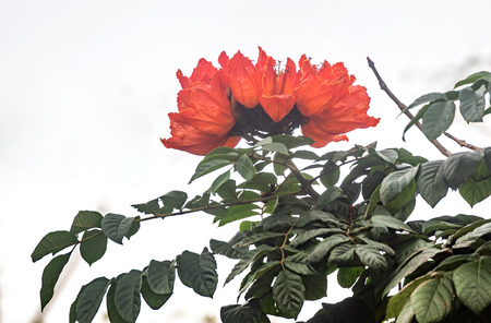 Tulip Tree scientific name is Spathodea campanulata African Beauvの写真素材