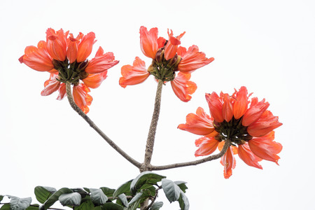 african tulip flowerの写真素材