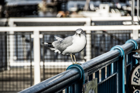 Seagull sitting on the railing of a bridge in San Franciscoの写真素材