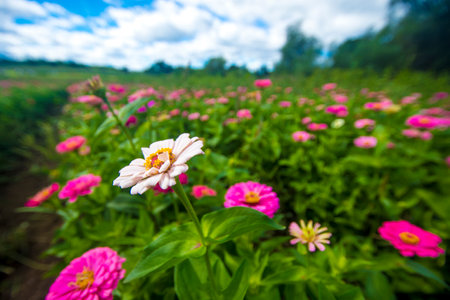 Zinnia flower field in Chiang Rai province, Thailand.の写真素材