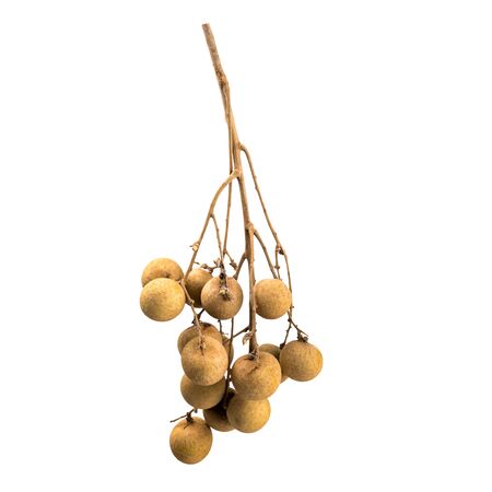 Longan fruit isolated on white background. Sprig with fruits longan. Eye of the Dragon. Source of vitamins. Asian fruits. Ingredient for cooking. Fruit diet. Healthy diet. Delicious exotic fruit.の写真素材