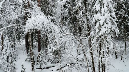 Landscape winter coniferous forest in the mountains. Cold snowy morning on a mountain cliff. Trees covered with snowdrifts. Russia, Siberia, Altai Territory, Belokurikha.の写真素材