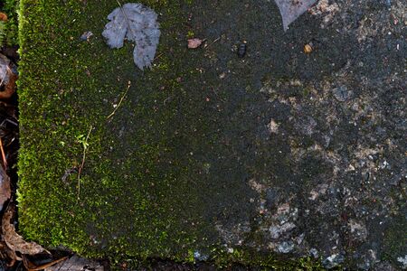 Graphic resources: background image of a concrete slab overgrown with emerald moss. Reinforced concrete products. Perennial green plant with leaf-like lateral outgrowths and root-like outgrowths.の写真素材