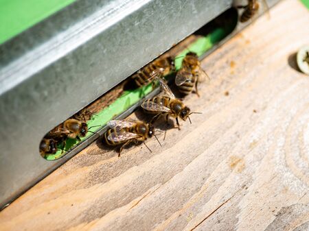 The image of a bee. Bees get honey. Bees work on apiaries. Bees carry pollen to the hive. Bees at work. Spring pollen harvest. Apiary work. Honey bees. The life of the bees.の写真素材