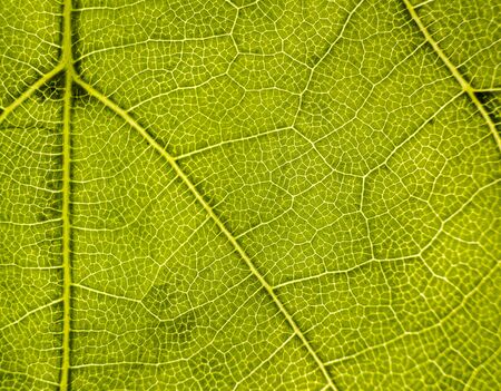 Background image of a leaf of a tree close up. A green leaf of a tree is a big magnification. Macro shootingの写真素材