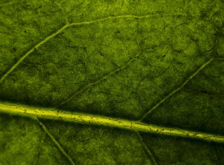 Background image of a leaf of a tree close up. A green leaf of a tree is a big magnification. Macro shootingの写真素材