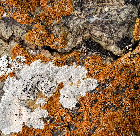 The texture of the stone overgrown with moss. Background image of a boulderの写真素材