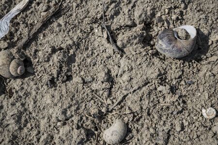 Texture of lifeless river dried river bed. Background image. Macro photo.の写真素材