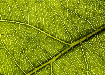 Background image of a leaf of a tree close up. A green leaf of a tree is a big magnification. Macro shootingの写真素材