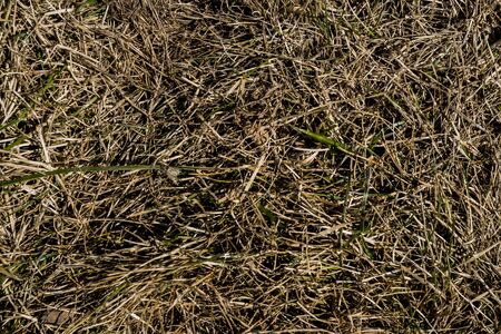 Texture of withered grass. Lifeless background image. Siberian soil. Macro photo.の写真素材