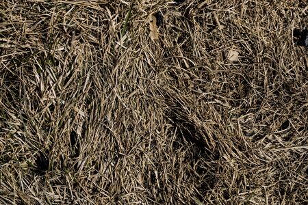 Texture of withered grass. Lifeless background image. Siberian soil. Macro photo.の写真素材