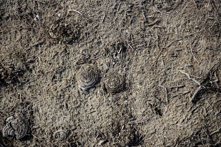 Texture of lifeless river dried river bed. Background image. Macro photo.の写真素材