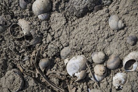 Texture of lifeless river dried river bed. Background image. Macro photo.の写真素材