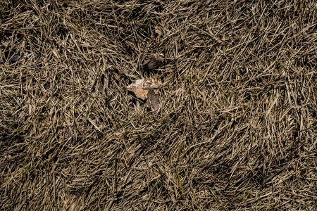 Texture of withered grass. Lifeless background image. Siberian soil. Macro photo.の写真素材