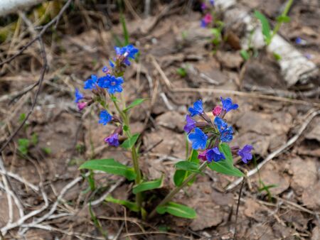 Image of a blue flower. Flower in the spring forest. Little flowers. Spring plants. Blurred background. Green vegetation. Flowers make their way through dried leaves. Plants come to life in spring.の写真素材