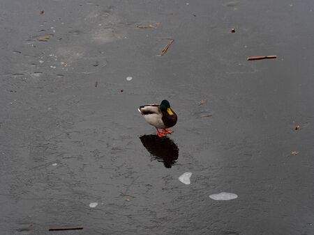 Image of a male and female wild duck on a frozen lake. Representative of birds from the duck family. The bird is medium in size with a relatively short neck, foregrip and plumage.の写真素材